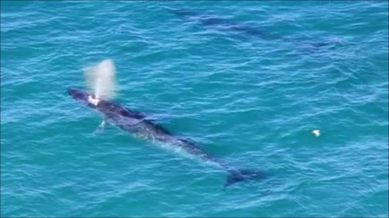 A Bryde's whales feeding from a bait ball at Cape Byron. Photo: Surflife Australia Photography. A Bryde's whales feeding from a bait ball at Cape Byron. Photo: Surflife Australia Photography.