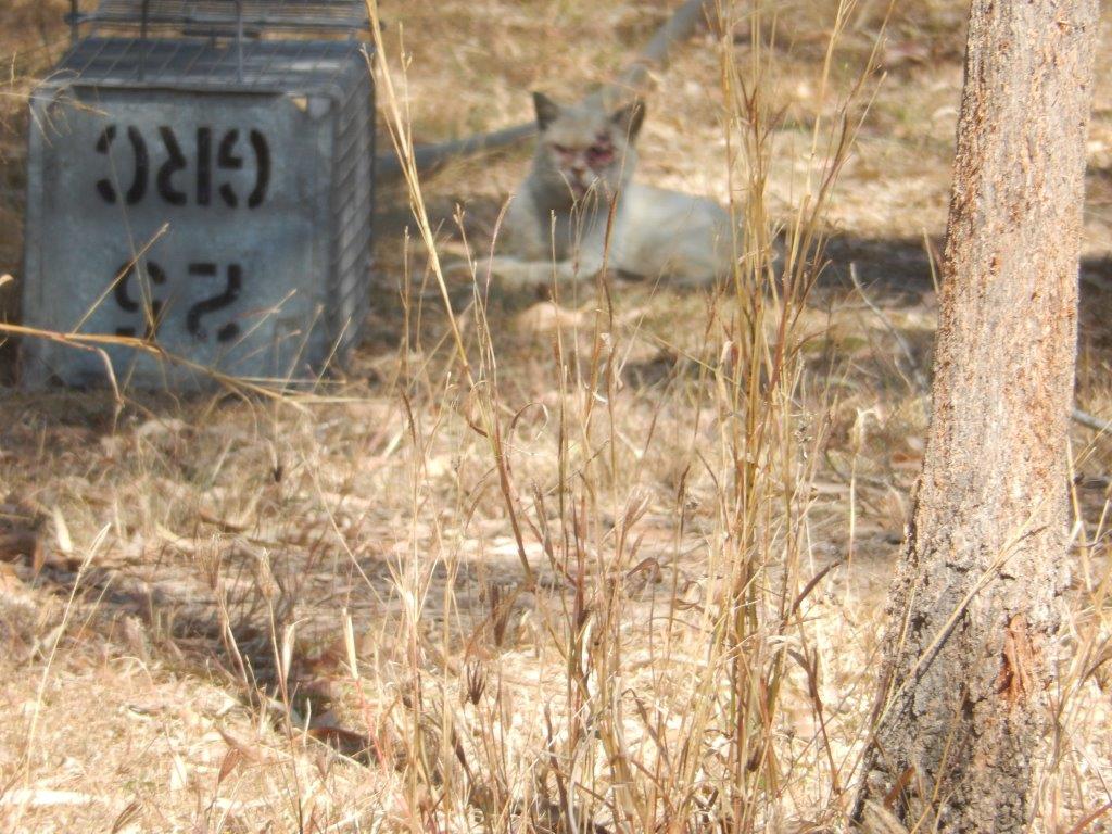 One of the cats removed from the property. One of the cats removed from the property.