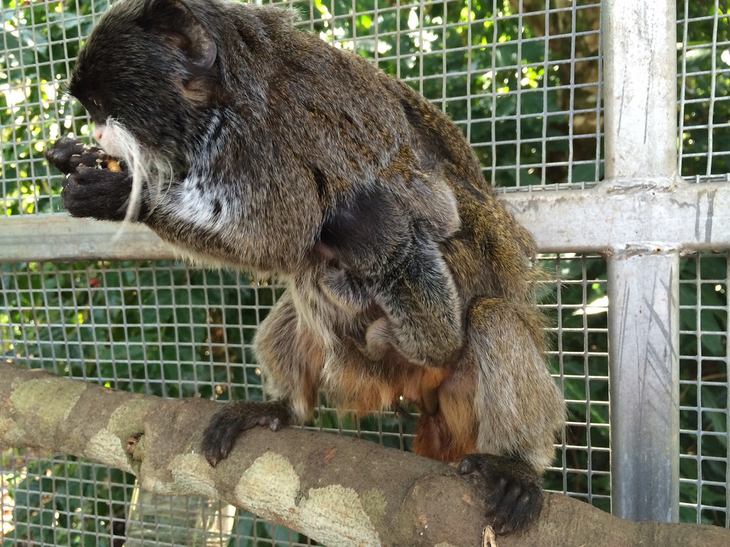 A newborn emperor tamarin monkey clings to its father Gomez at Queensland Zoo. Photo: Patrick Woods A newborn emperor tamarin monkey clings to its father Gomez at Queensland Zoo. Photo: Patrick Woods