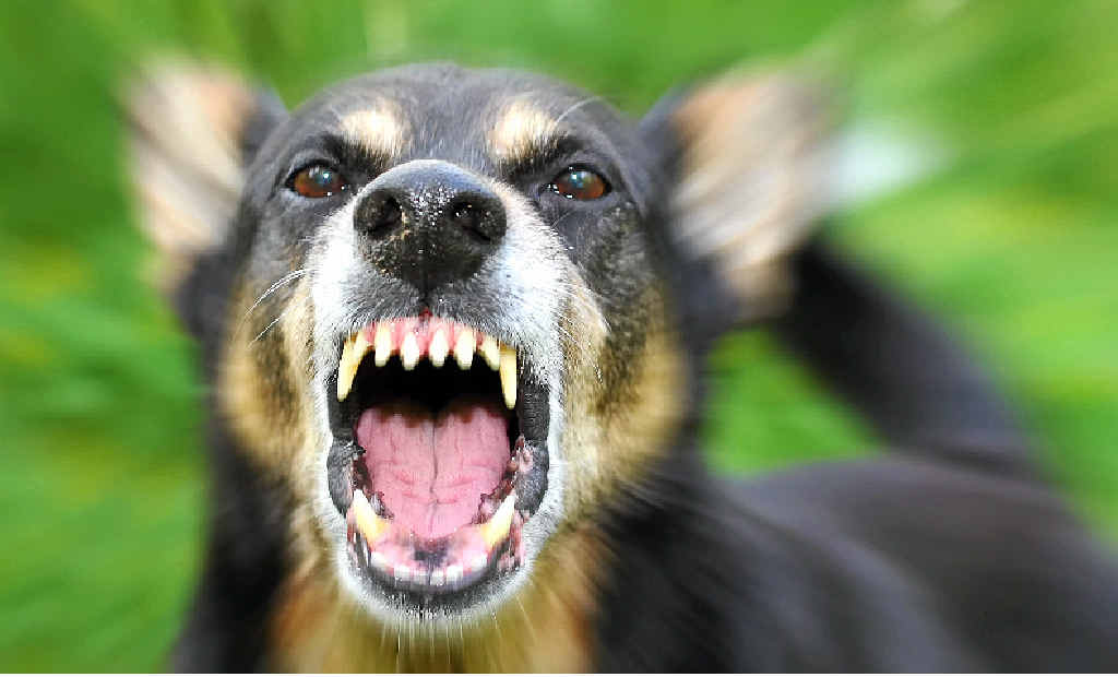 TEETH BARED: Noosa Council is getting serious about checking up on dangerous dogs. TEETH BARED: Noosa Council is getting serious about checking up on dangerous dogs.