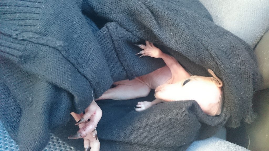 MANY ROLES: Goondiwindi police Constable Vaughan Clacher saved this orhpaned joey while on duty. MANY ROLES: Goondiwindi police Constable Vaughan Clacher saved this orhpaned joey while on duty.