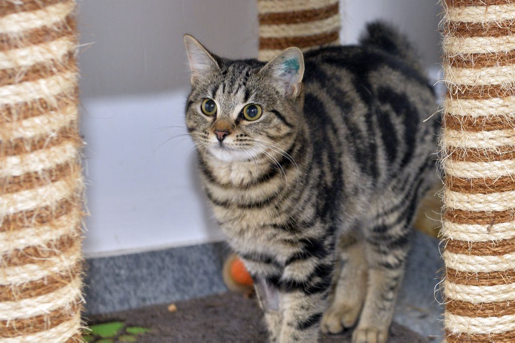 Malia Is A Sweet 6 Month Old Domestic Medium Hair Buy Photos