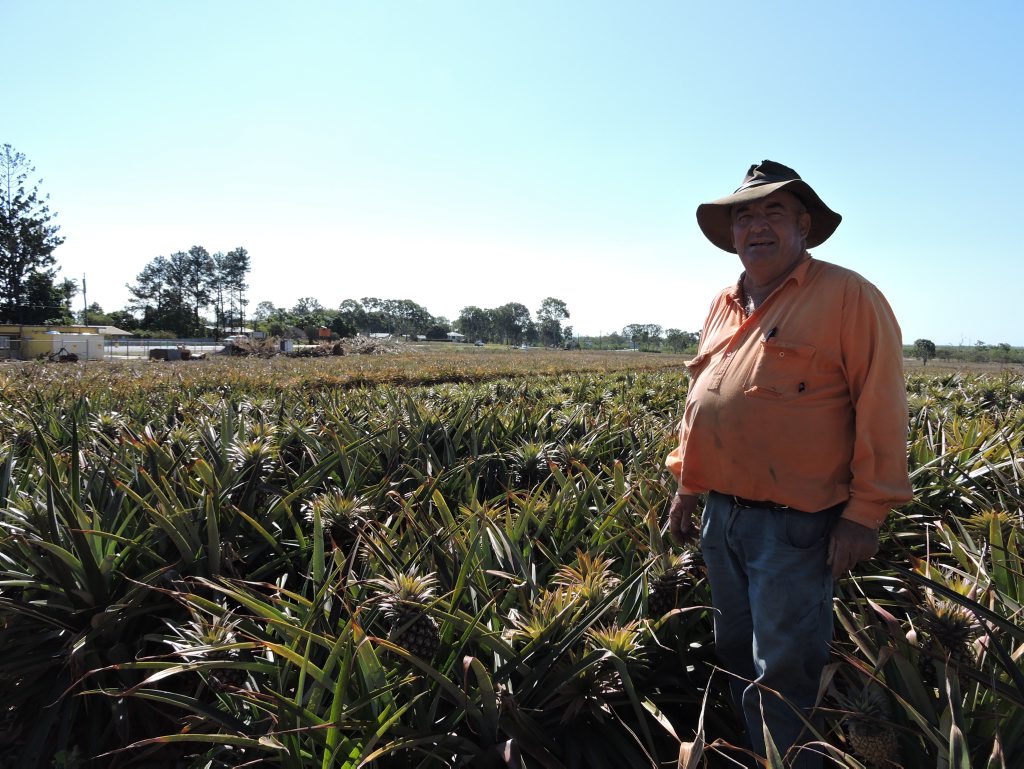 Paddocks of John Zelenka's pinapples will be wiped out as the Hay Point Rd roundabout is built. Photo: Emily Smith / The Daily Mercury Paddocks of John Zelenka's pinapples will be wiped out as the Hay Point Rd roundabout is built. Photo: Emily Smith / The Daily Mercury