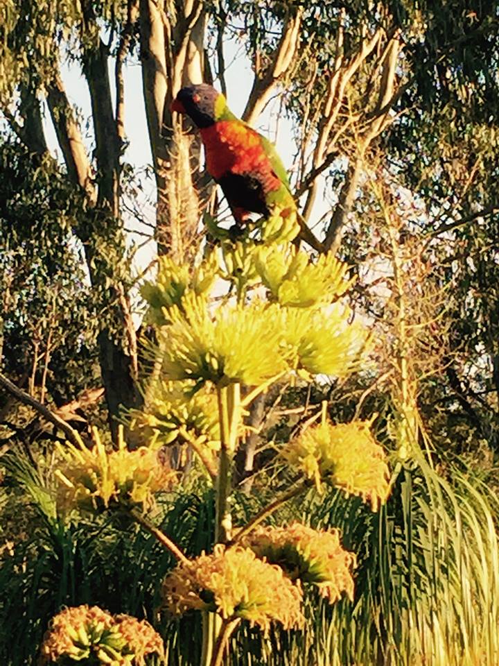 Beautiful lorikeet I captured from my balcony while enjoying a morning coffee.