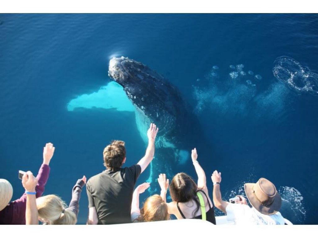 Tourists come face to face with a curious humpback whale aboard the Tasman Venture at Hervey Bay. Tourists come face to face with a curious humpback whale aboard the Tasman Venture at Hervey Bay.