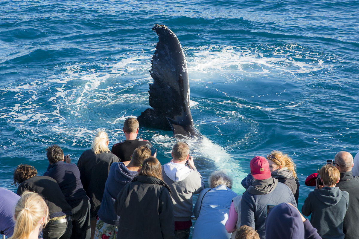 A humpback hovers near a crowd of curious onlookers. It's part of the guaranteed whale sightings in Hervey Bay.
Photo: Mark Seabury A humpback hovers near a crowd of curious onlookers. It's part of the guaranteed whale sightings in Hervey Bay.
Photo: Mark Seabury