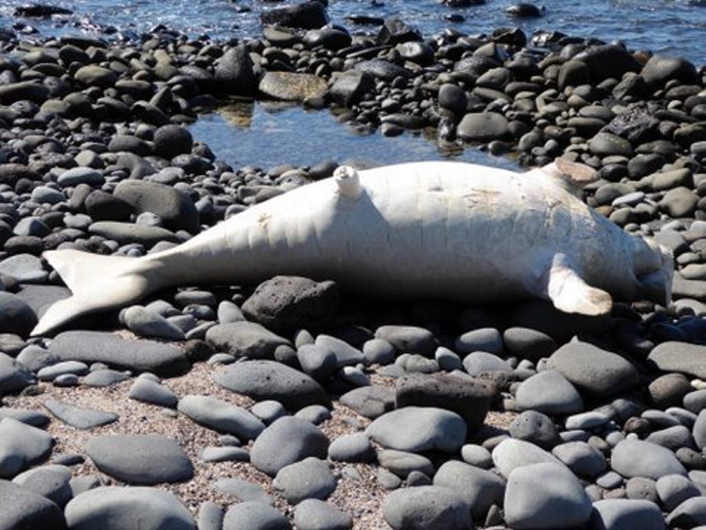 WASHED UP: Dugong was found washed on to the rocks along Woongarra Scenic Dr, Bargara Photo Contributed WASHED UP: Dugong was found washed on to the rocks along Woongarra Scenic Dr, Bargara Photo Contributed