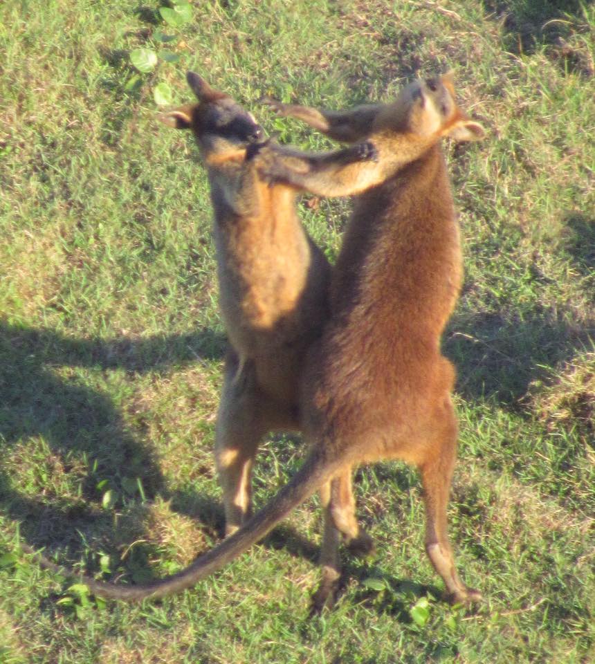 Boxing match at Cape Byron.
