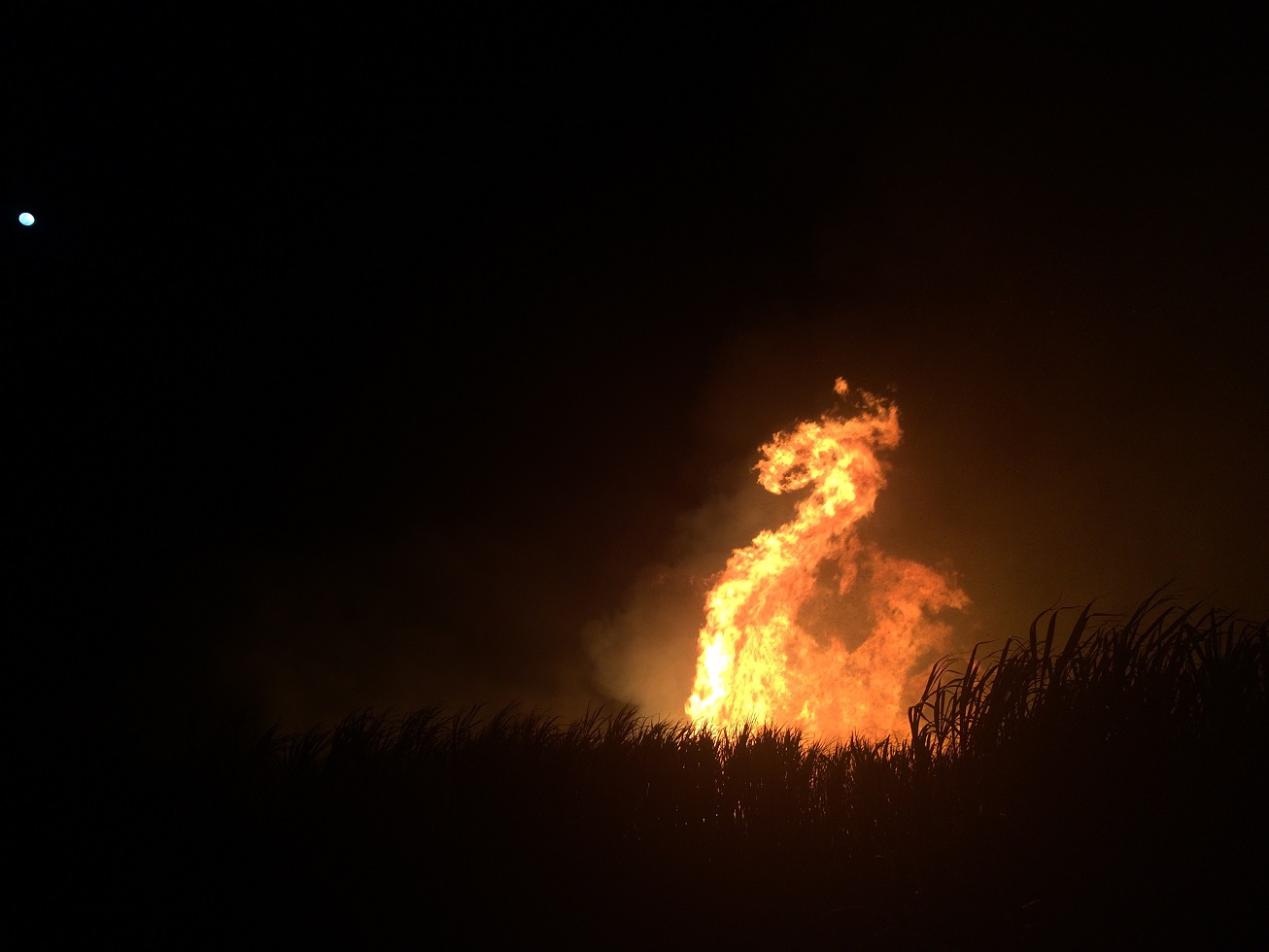 Paul Stanley-Jones snapped this shot of a cane fire just at the moment it curled into exactly the shape of a giant fire-breathing dragon! Paul Stanley-Jones snapped this shot of a cane fire just at the moment it curled into exactly the shape of a giant fire-breathing dragon!