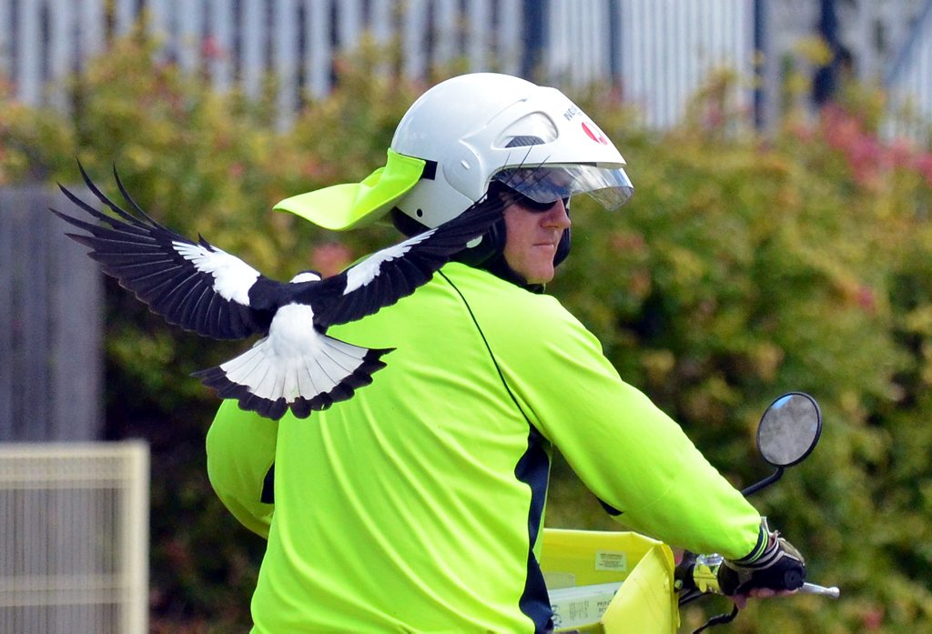 WATCH OUT: Magpie swooping season is here again. Photo: Scottie Simmonds/NewsMail WATCH OUT: Magpie swooping season is here again. Photo: Scottie Simmonds/NewsMail