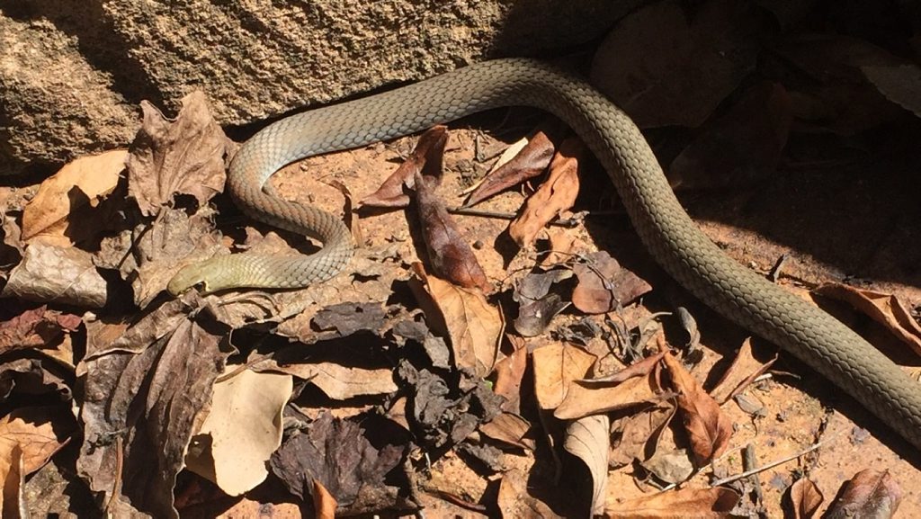 A Yellow Faced Whip snake caught in Woolridge St. A Yellow Faced Whip snake caught in Woolridge St.