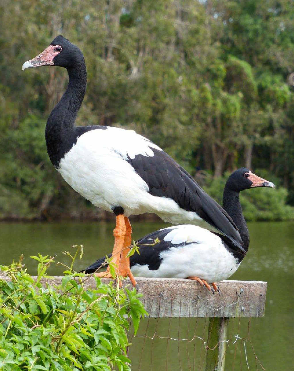 A pair of magpie geese in Bundall on the Gold Coast. A pair of magpie geese in Bundall on the Gold Coast.