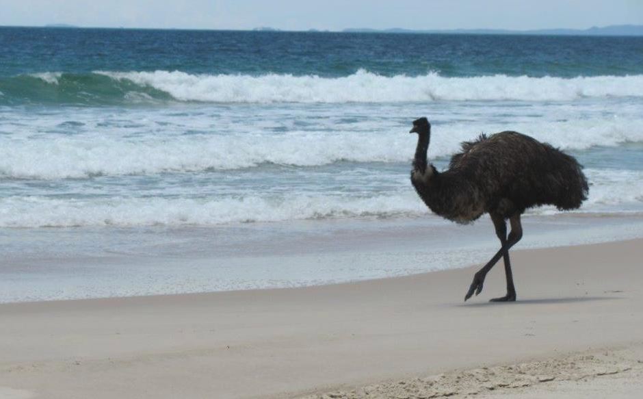 Bribie Residents Devastated After Iconic Emu Attacked Sunshine Coast Daily