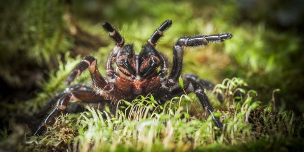 Scientists have discovered a new species of funnel-web spider. Photo / Australian National University Scientists have discovered a new species of funnel-web spider. Photo / Australian National University