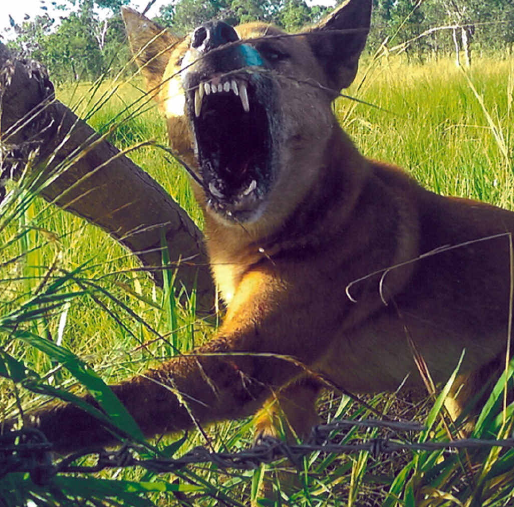 A wild dog caught in a trap. A wild dog caught in a trap.