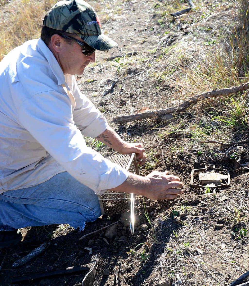 READERS DISCUSS: Wild dogs in Rockhampton suburbs