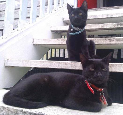 These were some of the photos and comments we received when we asked our readers to share a photo of their favourite furry or feathered friend. Leonie Guy - My two cats, Felix (front ) and Miku. These were some of the photos and comments we received when we asked our readers to share a photo of their favourite furry or feathered friend. Leonie Guy - My two cats, Felix (front ) and Miku.