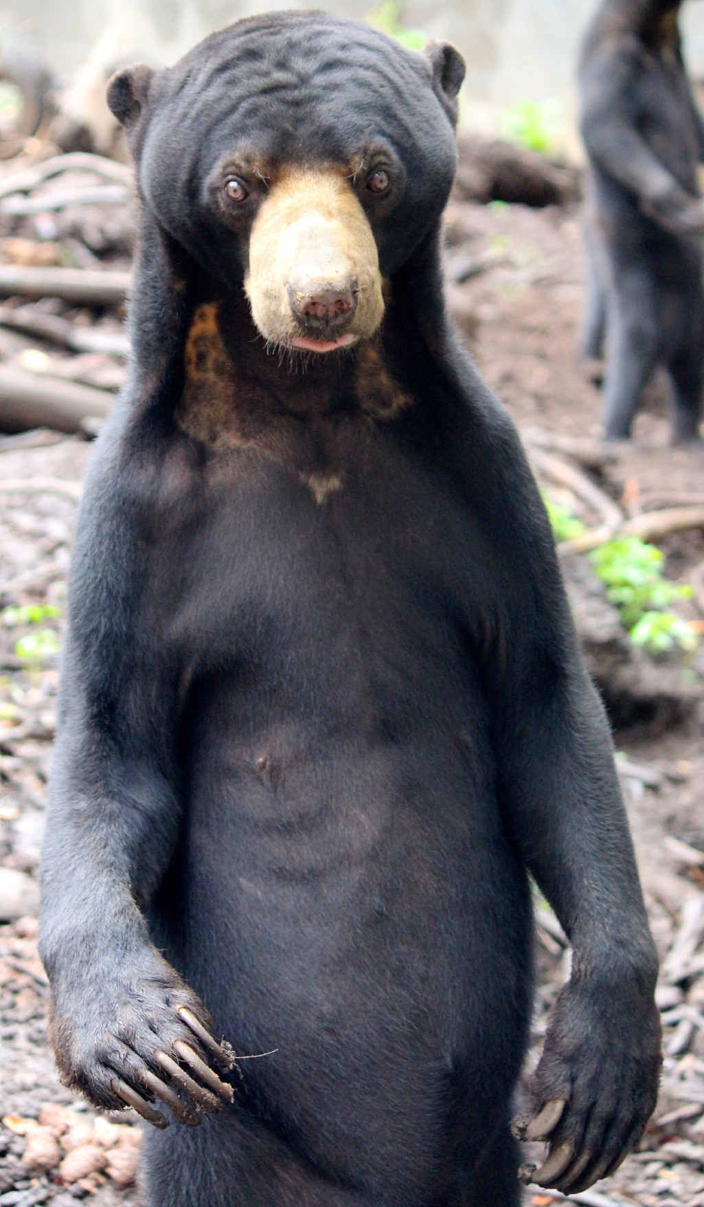 STANDING TALL: Sun bear Johnny now is a busy boy with a harem of three girlfriends. STANDING TALL: Sun bear Johnny now is a busy boy with a harem of three girlfriends.