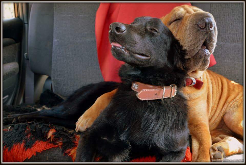 My babies, Jett and Bella coming home from their first overnight camping trip. My babies, Jett and Bella coming home from their first overnight camping trip.
