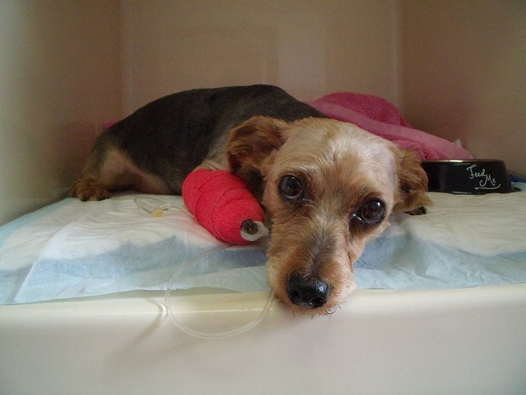 Jack the Yorkshire terrier cross being treated with brown snake antivenom at the Lismore Veterinary Clinic. Jack the Yorkshire terrier cross being treated with brown snake antivenom at the Lismore Veterinary Clinic.