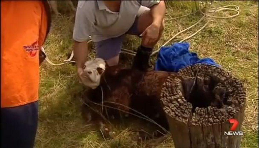 Highfields Auxillary firefighters rescue Sampson the calf from a 10m well at a Geham property. Photo: 7 News Queensland Highfields Auxillary firefighters rescue Sampson the calf from a 10m well at a Geham property. Photo: 7 News Queensland