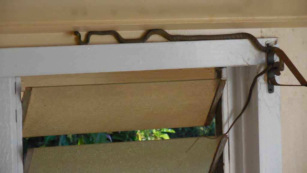 SNAKE FRIGHT: A Childers woman had to deal with an uninvited guest in her home. Photo Contributed SNAKE FRIGHT: A Childers woman had to deal with an uninvited guest in her home. Photo Contributed
