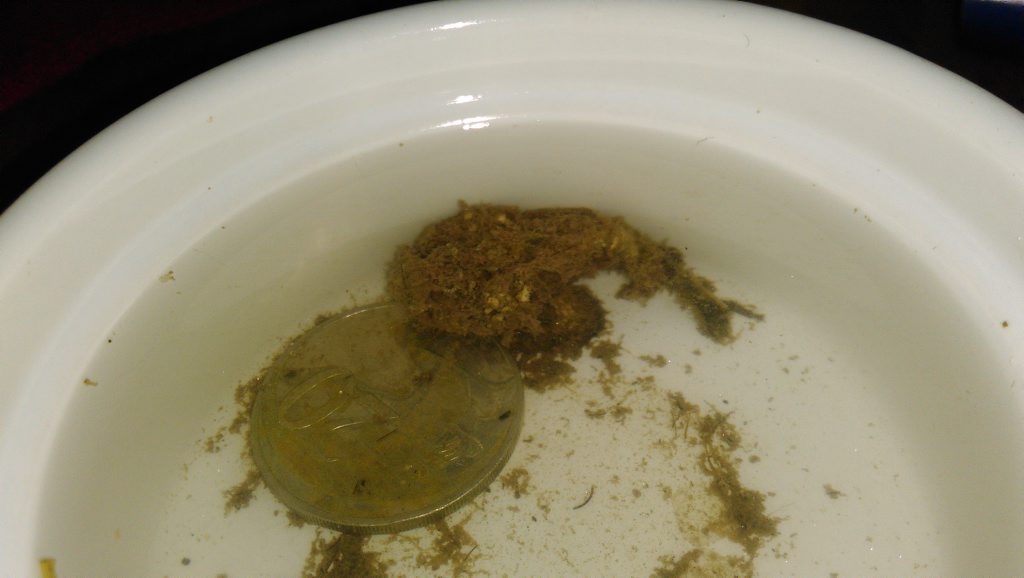 STUNG: A stonefish the same size of a 20 cent piece stung Bundaberg resident at Riverview Jetty Photo Contributed STUNG: A stonefish the same size of a 20 cent piece stung Bundaberg resident at Riverview Jetty Photo Contributed