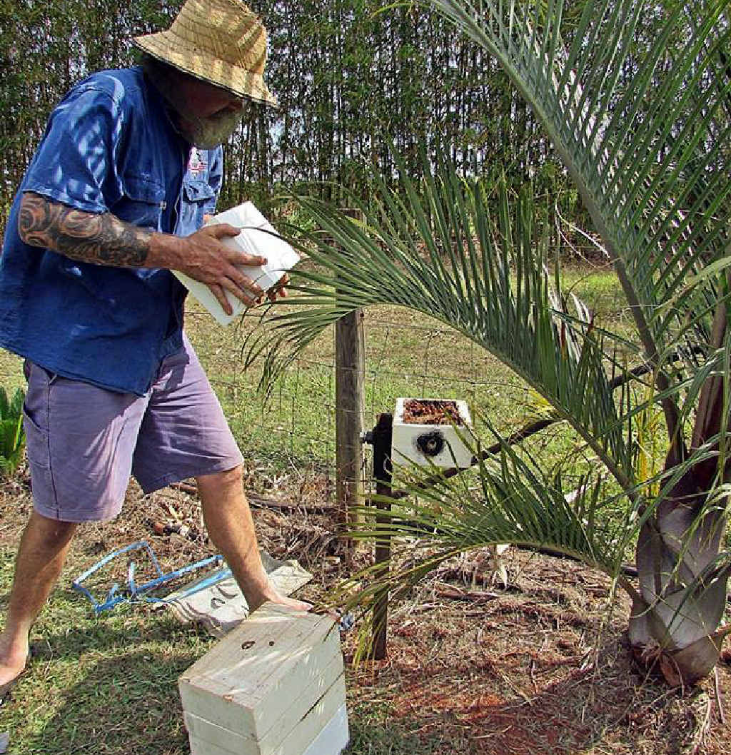 STINGLESS: Tony Harvey of Wide Bay Stingless Bees. STINGLESS: Tony Harvey of Wide Bay Stingless Bees.