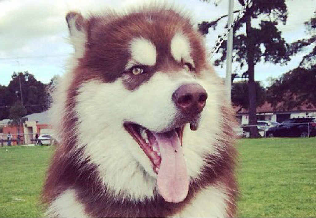 PUPPY LOVE: Alaskan malamute Malla. INSET: Christie Merry with Malla. PUPPY LOVE: Alaskan malamute Malla. INSET: Christie Merry with Malla.