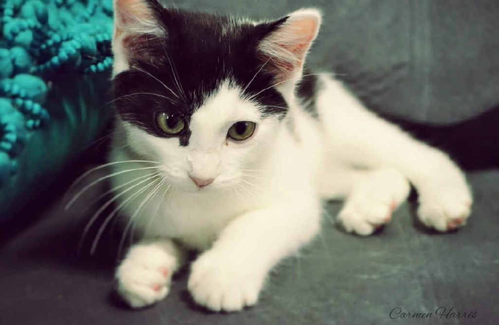 HERE KITTY KITTY: Meet Scatt who was adopted through Pet Supersavers Central Queensland.