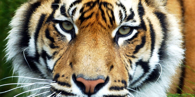 One of the Sumatran Tigers at Hamilton Zoo. One of the Sumatran Tigers at Hamilton Zoo.