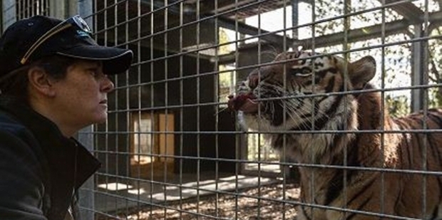 Sam Kudeweh with a male Sumatran tiger at Auckland Zoo. Photo / Doug Sherring Sam Kudeweh with a male Sumatran tiger at Auckland Zoo. Photo / Doug Sherring