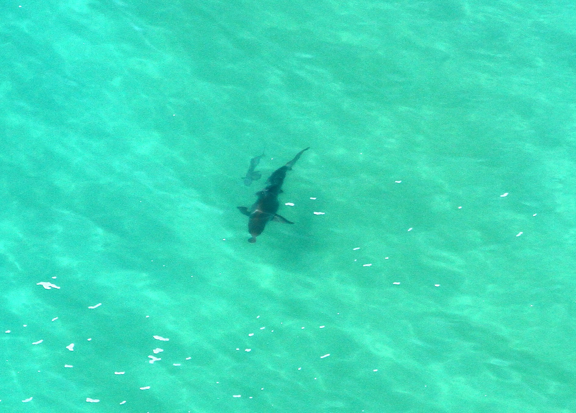 Shark sightings off North Coast beaches are impacting on tourist numbers, the tourism industry reports. Shark sightings off North Coast beaches are impacting on tourist numbers, the tourism industry reports.