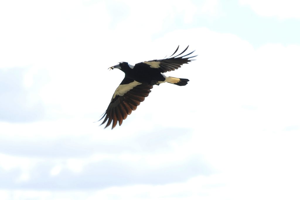 Our feathered friends have a bird's eye view. Photo: Leigh Jensen / Daily Examiner Our feathered friends have a bird's eye view. Photo: Leigh Jensen / Daily Examiner