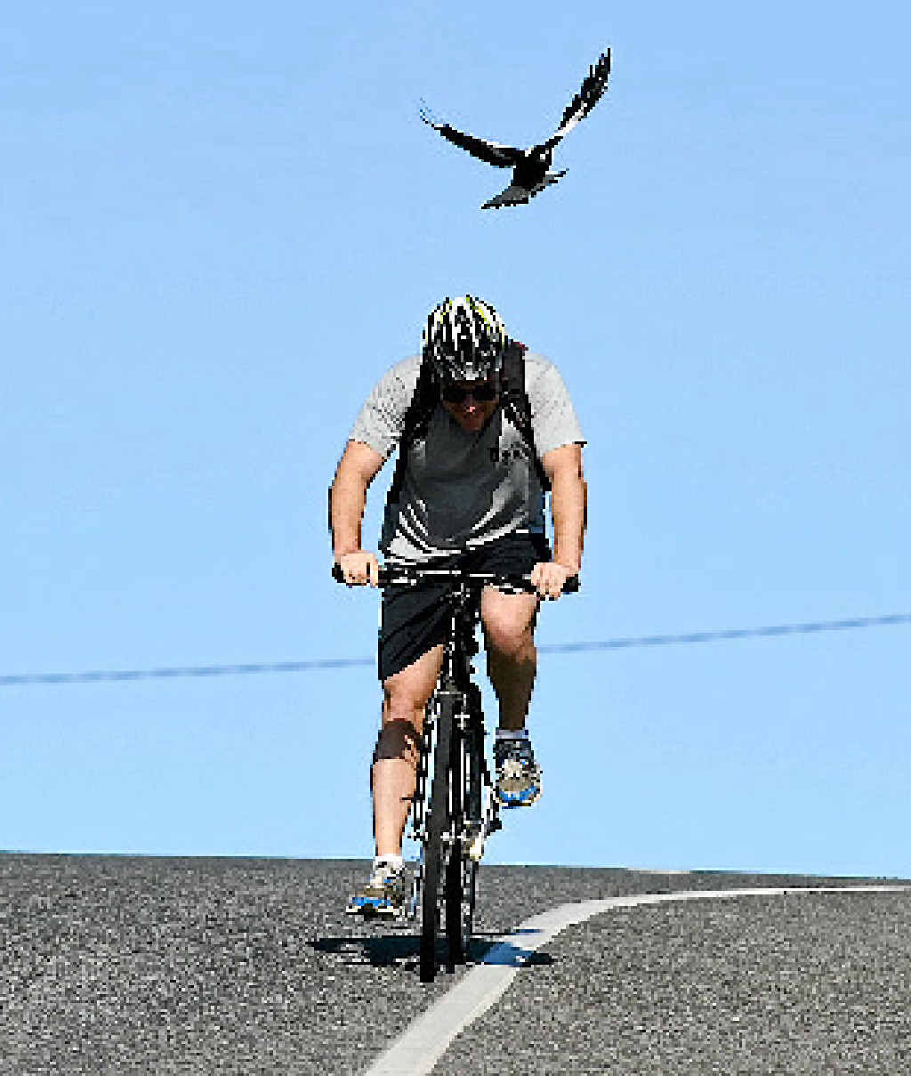 SPRING DIVE: Magpie season is under way with swooping becoming more frequent. SPRING DIVE: Magpie season is under way with swooping becoming more frequent.