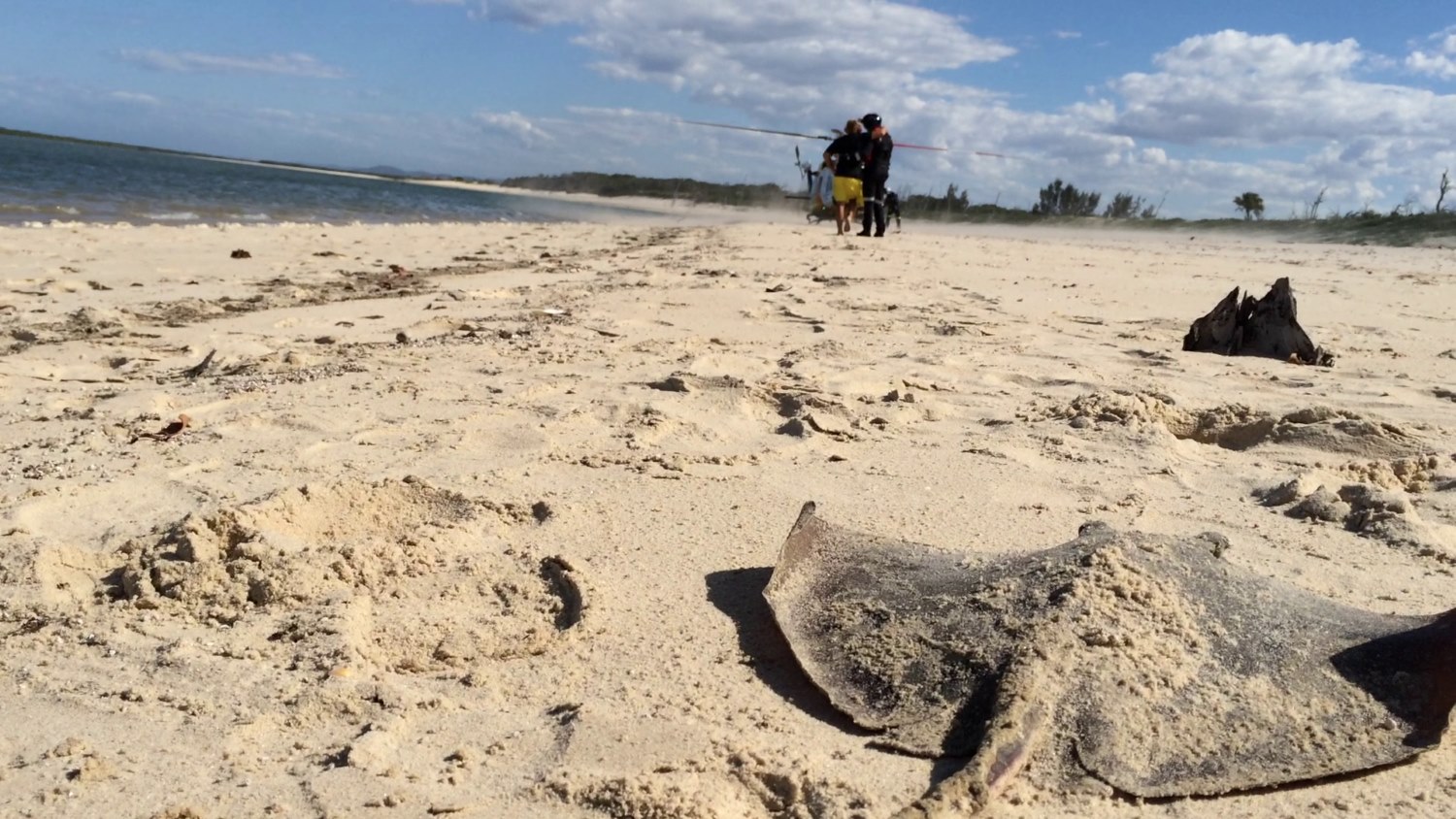 A sting ray injured a man at Corio Bay yesterday A sting ray injured a man at Corio Bay yesterday