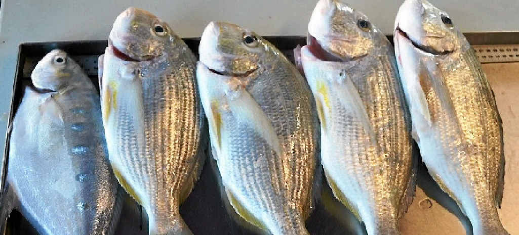 BE CAREFUL: Fisherman have been urged to know their fishing rules to reduce the risk of being fined. BE CAREFUL: Fisherman have been urged to know their fishing rules to reduce the risk of being fined.