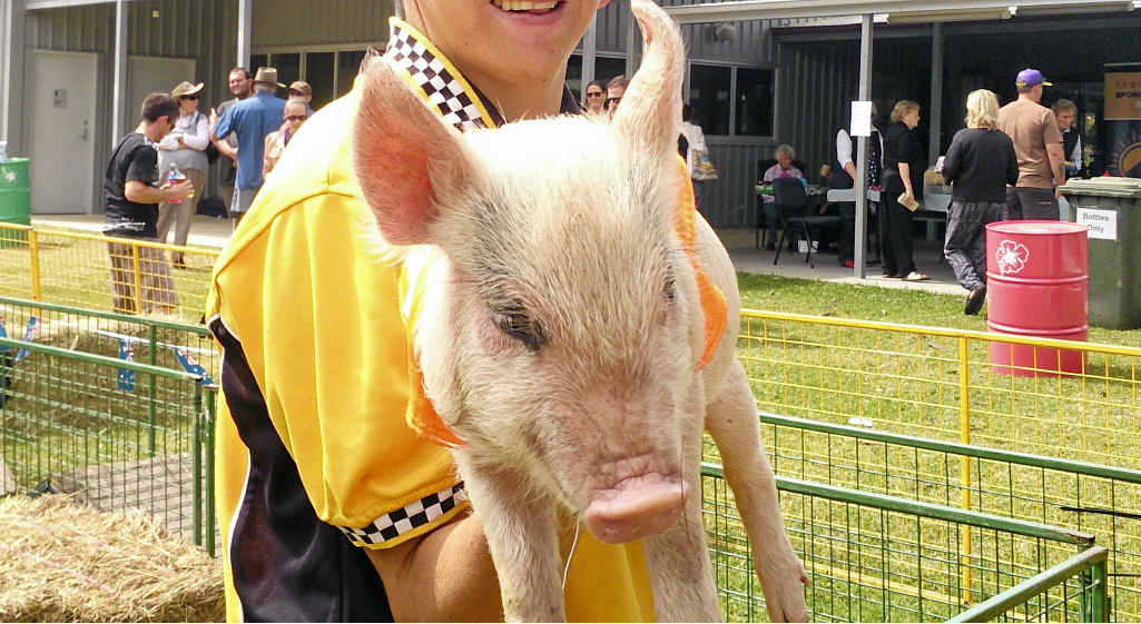 Pigs can get sunburnt. They do not have dense hair protecting their skin like most animals do. Pigs can get sunburnt. They do not have dense hair protecting their skin like most animals do.
