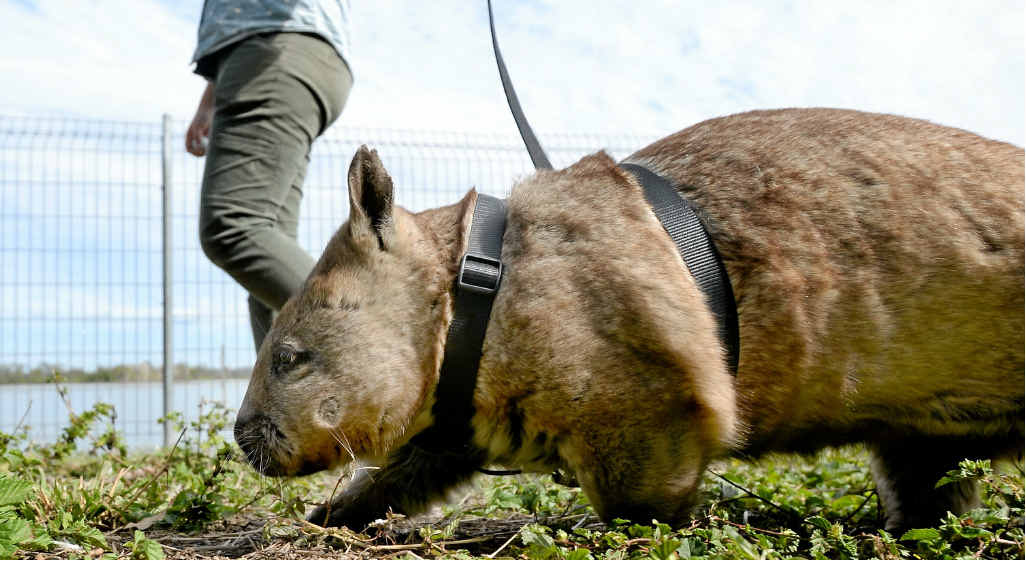 The poo of a wombat is cube-shaped so it doesn’t roll off the logs or rocks where it’s placed. The poo of a wombat is cube-shaped so it doesn’t roll off the logs or rocks where it’s placed.