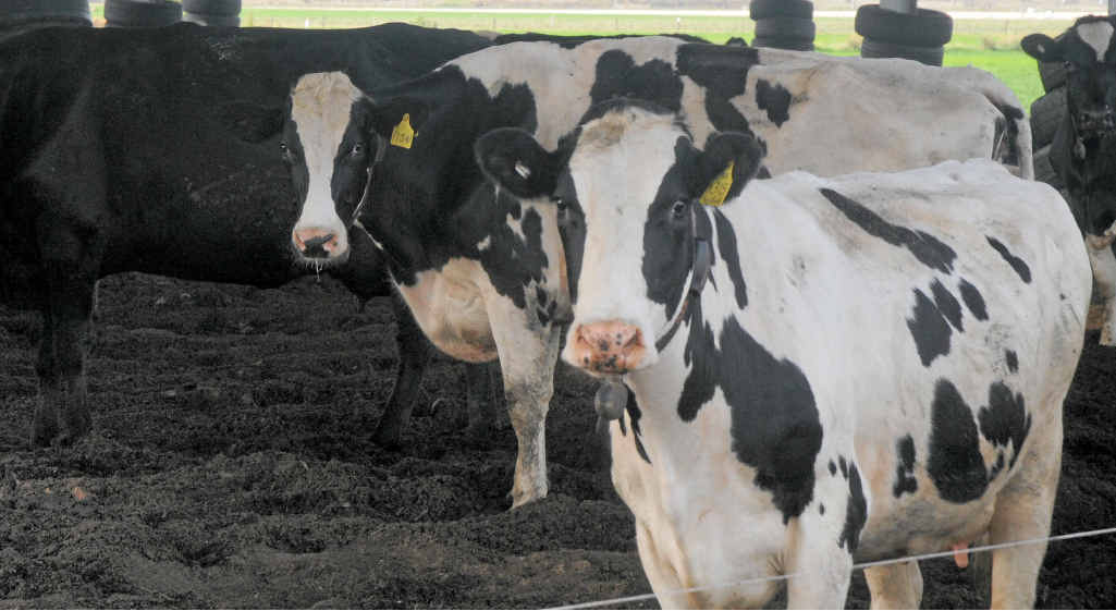 Cows have best friends and become stressed and upset if they are separated. Cows have best friends and become stressed and upset if they are separated.