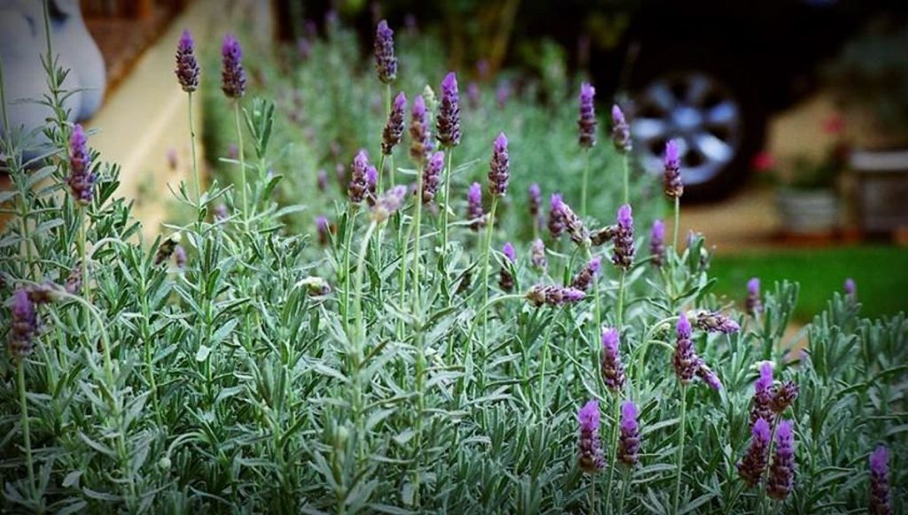 Sea lavender looks great when mass planted. Sea lavender looks great when mass planted.