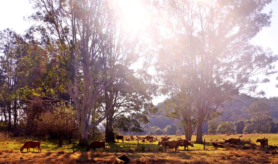 The cows love Bentley