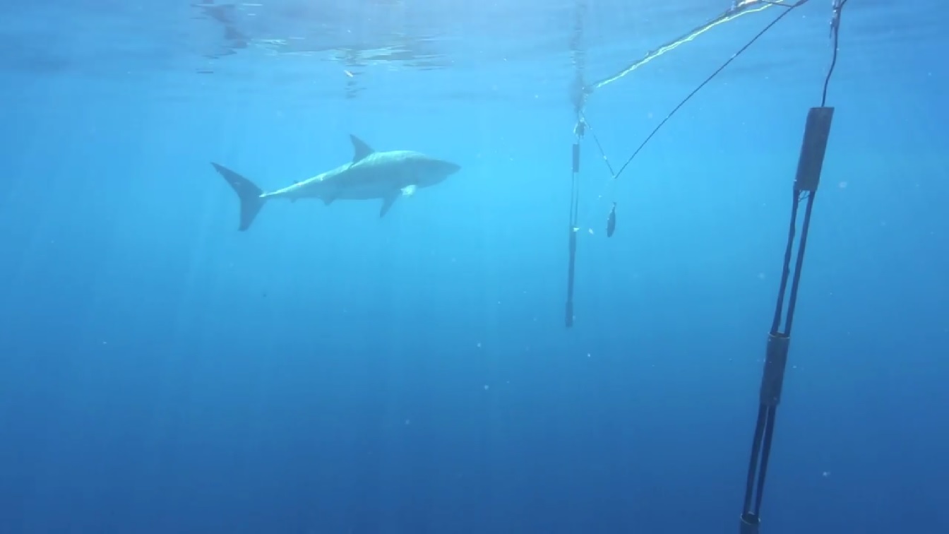 A still from a promotional video for Aquatek Technology's Shark Repelling System. A still from a promotional video for Aquatek Technology's Shark Repelling System.