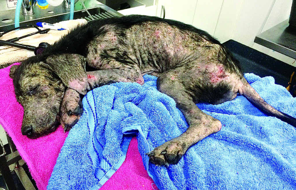 NEGLECT: Chaise was close to death when she was taken from her owners, Maryborough’s Jeremy Hill and Kathleen Maslen. They were sentenced in Maryborough Magistrates Court earlier this year. NEGLECT: Chaise was close to death when she was taken from her owners, Maryborough’s Jeremy Hill and Kathleen Maslen. They were sentenced in Maryborough Magistrates Court earlier this year.
