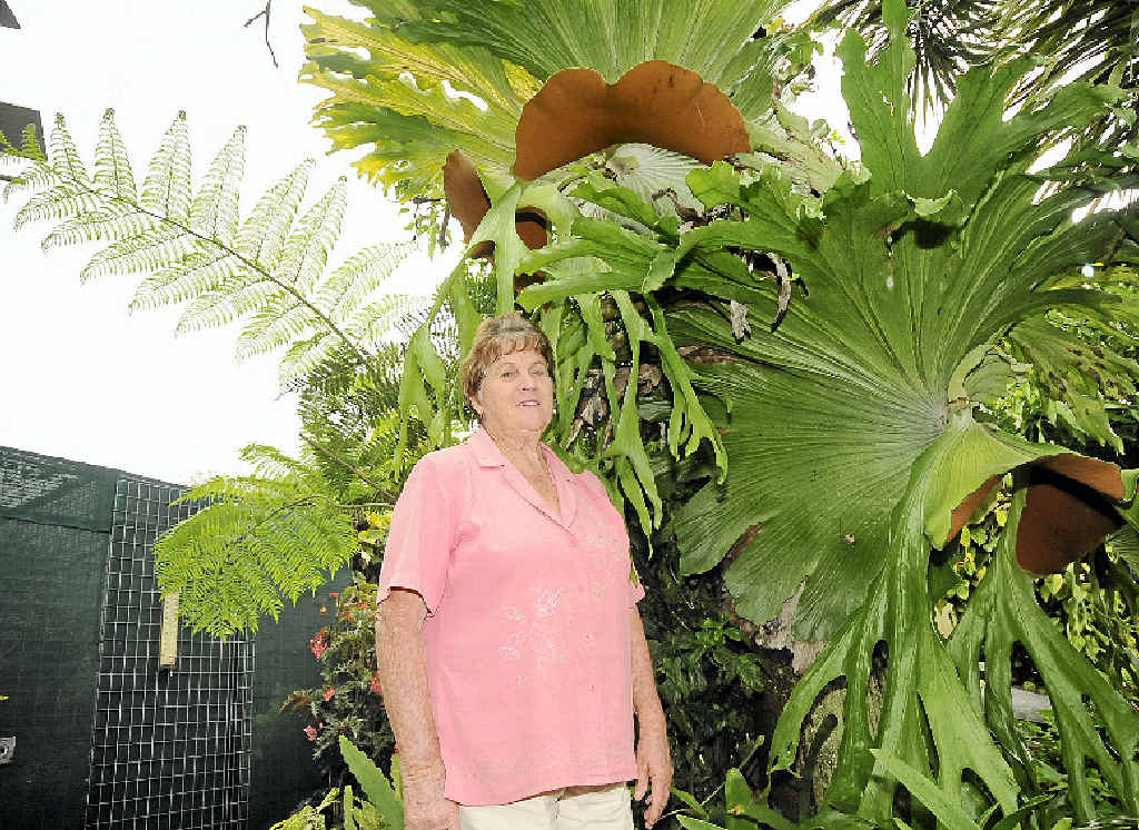CHAMPIONSHIP WIN: Pam Stuckey claimed the title of champion at the Casino Spring Garden Club Competition. CHAMPIONSHIP WIN: Pam Stuckey claimed the title of champion at the Casino Spring Garden Club Competition.