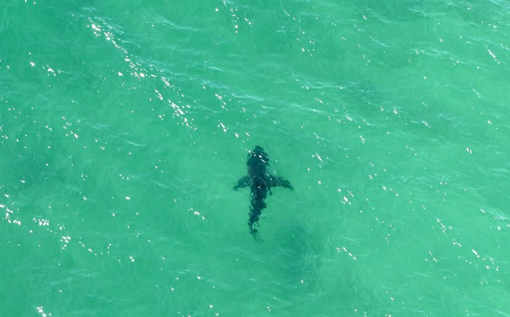 Rotorwing Helicopter Services spotted a 3m plus great white shark in close proximity to surfers off Boulder Beach in Ballina this morning and evacuated the water. Photo Contributed Rotorwing Helicopter Services spotted a 3m plus great white shark in close proximity to surfers off Boulder Beach in Ballina this morning and evacuated the water. Photo Contributed