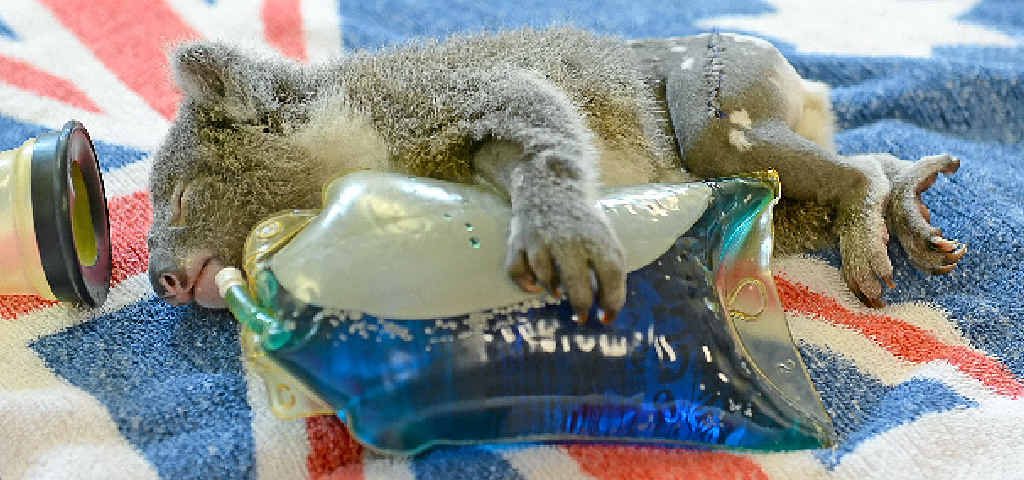ORPHANED: Franky the koala after undergoing an operation at the Australia Zoo Wildlife Hospital. ORPHANED: Franky the koala after undergoing an operation at the Australia Zoo Wildlife Hospital.