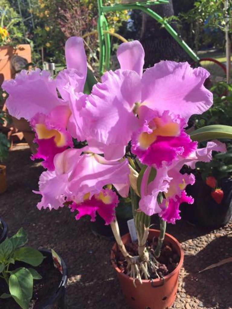 With more people now spending time in their spring gardens, the Orchid House will host two popular events this month.