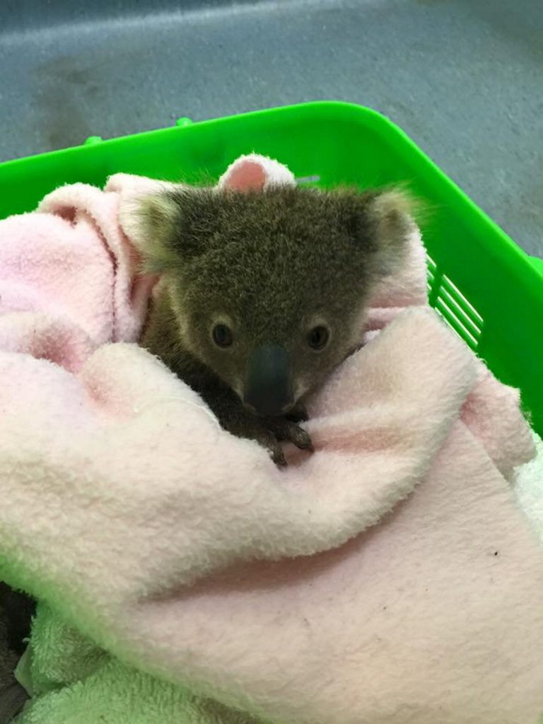 This baby koala was brought to Friends of the Koala today. Photo Contributed This baby koala was brought to Friends of the Koala today. Photo Contributed