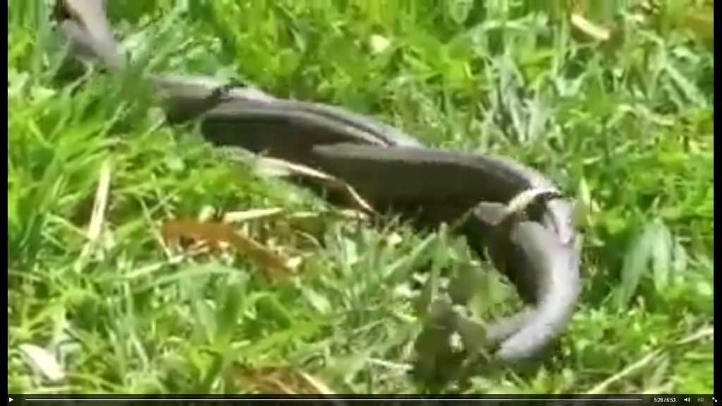 A still from the video showing two Eastern Brown snakes fighting at Byron Bay, posted on Facebook by Cheyne Seabrook. Photo Contributed A still from the video showing two Eastern Brown snakes fighting at Byron Bay, posted on Facebook by Cheyne Seabrook. Photo Contributed